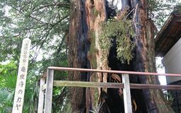 足利の寺院で市天然記念物が焼損
