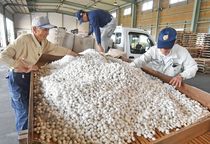 小山で繭の出荷始まる