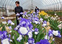 ジャーマンアイリスが見頃　下野