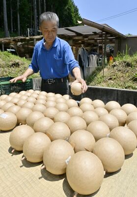 天日干しされる花火玉。原料高騰で値上げを余儀なくされ、県内花火大会の準備に影響が出ている＝20日午前、栃木市都賀町大橋