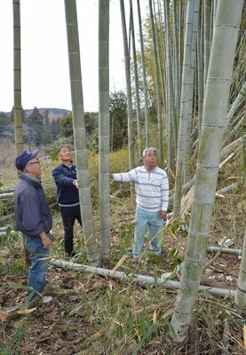メンマの材料のタケノコを収穫するモウソウダケの竹林