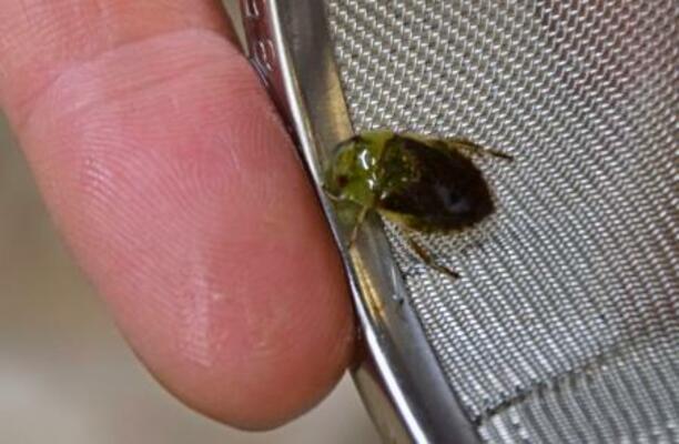 福岡県などが保護に取り組んでいる水生昆虫「コバンムシ」