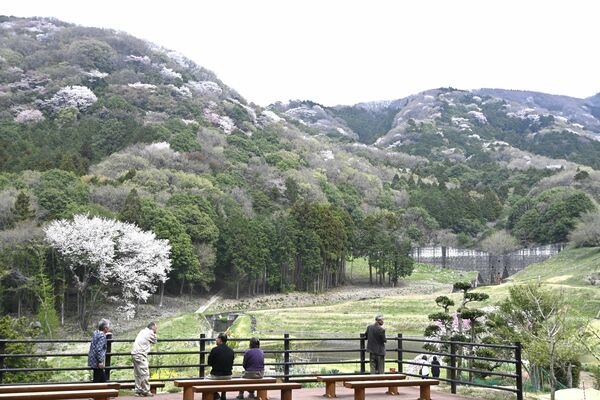 見頃を迎えている高峯山のヤマザクラ