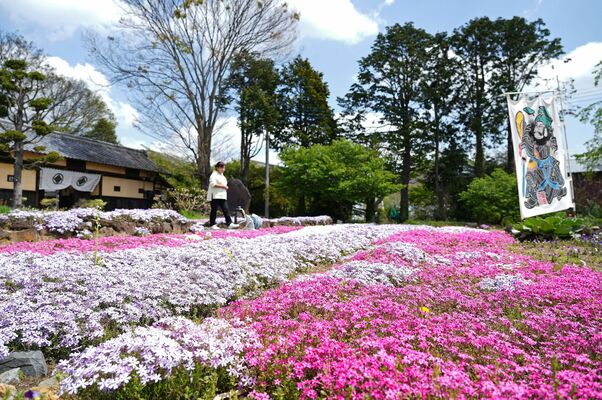 長屋門の前で見頃を迎えているシバザクラ