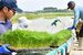 「夢ささら」の田植え作業に汗を流す高瀬さん一家
