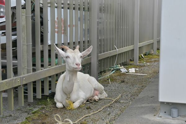 鹿沼署で保護されているヤギ＝２７日午後、鹿沼市上殿町