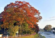 真岡の大前神社 朝日で鮮やかに