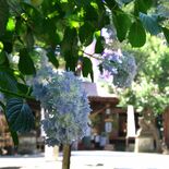 参拝者癒やす750株　芳賀の天満宮でアジサイ見頃　「あじさい守」も登場