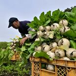 那須塩原の特産「塩原かぶ」が出荷最盛期　高地で栽培、甘み蓄えみずみずしく