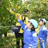 いい香りだね　茂木で園児がユズ収穫体験　実は小さくても「当たり年」