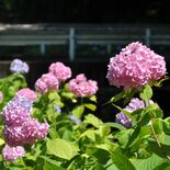 心洗われるアジサイとせせらぎ　500株が彩り、佐野の仙波川沿いで見頃