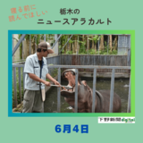 6月4日の栃木県内ニュース　「宇都宮動物園でカバのハナちゃん歯磨き　４日は虫歯予防デー」など３本をお届けします