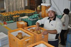 ＜100＞県産ブランドナシ「にっこり」　笑顔誘う　甘さと重み　国認定受け６次産業化へ