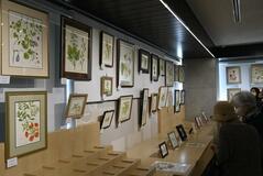 細密な植物画５５点並ぶ