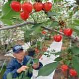 初夏の甘い味覚　サクランボ収穫始まる　鹿沼【動画】