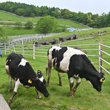鹿沼・前日光牧場で牛の放牧始まる　広大な牧草地、元気に駆け回る