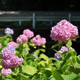 心洗われるアジサイとせせらぎ　500株が彩り、佐野の仙波川沿いで見頃