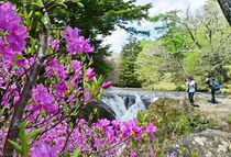 奥日光でトウゴクミツバツツジ見頃