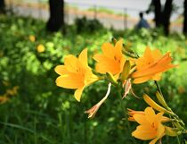 ニッコウキスゲ見頃　宇都宮