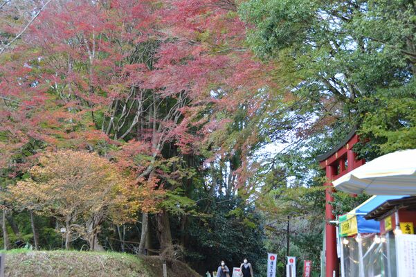 赤く色づいたヤマモミジ