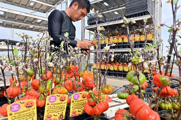 オレンジ色に染まり出荷される「ソラナムパンプキン」＝20日午前９時10分、真岡市高田