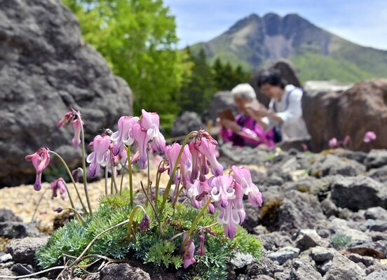 日光白根山を望む岩場でかれんに咲くコマクサ＝17日午前10時50分、群馬県片品村