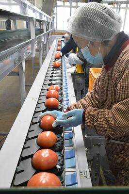 ベルトコンベヤーで運ばれる桃太郎トマト
