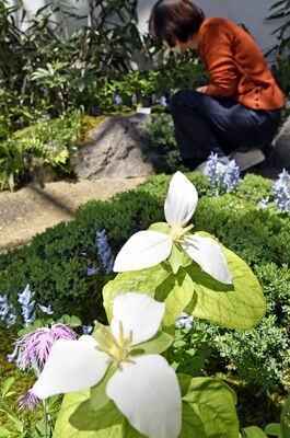 展示されている白いオオバナノエンレイソウなどの花々