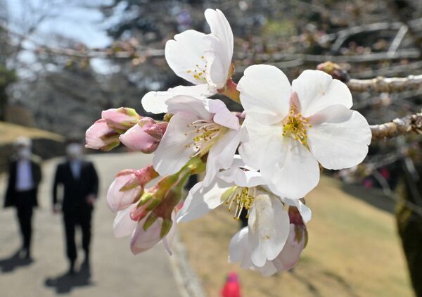 淡いピンク色のつぼみがほころび始めたソメイヨシノ＝24日午前11時20分、宇都宮市塙田５丁目、磯真奈美撮影