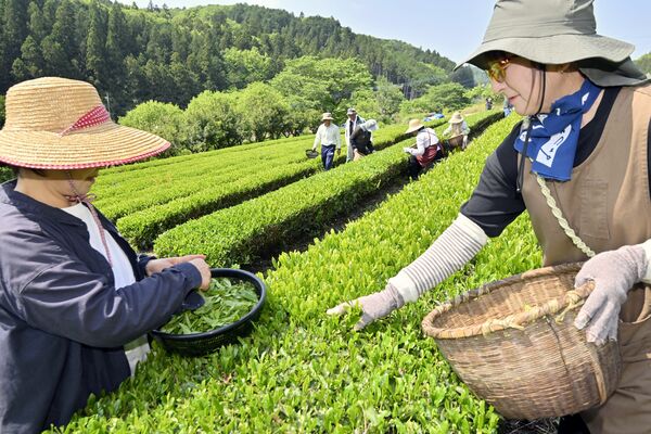 青々とした新芽を摘み取る地域住民ら
