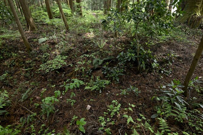 旧幕府軍が築いた塹壕跡とされるくぼみ（下）。上奥には街道が見える＝４月24日午後、日光市瀬川