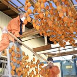 甘くて大粒、干し柿の出荷間近　茂木で今季最後の乾燥作業