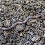 ミミズ　栃木県立博物館・南谷幸雄さん　県内にも10種の外来種　動植物に…