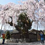 日光の門前町で桜が見頃　23日まで桜回遊も開催