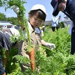 収穫体験で野菜を好きに　芳賀グリーンツーリズムがイベント　親子27人が…