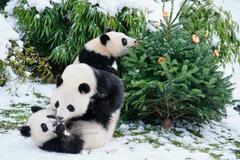 中国、ドイツと「パンダ協定」