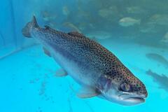 陸上養殖サーモンの提供開始