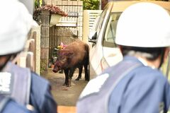 野木の住宅街などにイノシシ