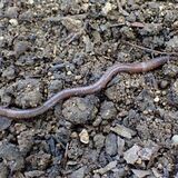 ミミズ 栃木県立博物館・南谷幸雄さん 県内にも10種の外来種 動植物に影響与えるかも