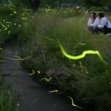 川沿い照らす幻想的な光　鹿沼「出会いの森」でホタル乱舞