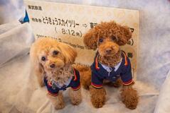愛犬と日光宿泊ツアー