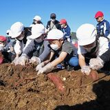 サツマイモ「ここまで大きくなるのに驚き」　栃木・大平西小で収穫体験