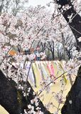 こいのぼりと桜 壬生町総合公園