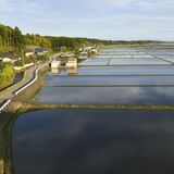 田植え終えた高根沢の水田　初夏、映す