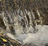 遡上アユを確認