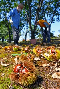 クリの収穫始まる　栃木