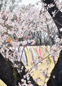 こいのぼりと桜 壬生町総合公園