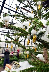 黄金のサナギツリー　真岡