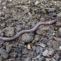 ミミズ　栃木県立博物館・南谷幸雄さん　県内にも10種の外来種　動植物に影響与えるかも