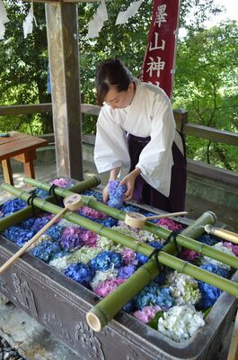 色とりどりのアジサイが水盤を彩る花手水